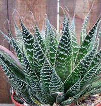 Алое-Aloe Arborescens Mill.